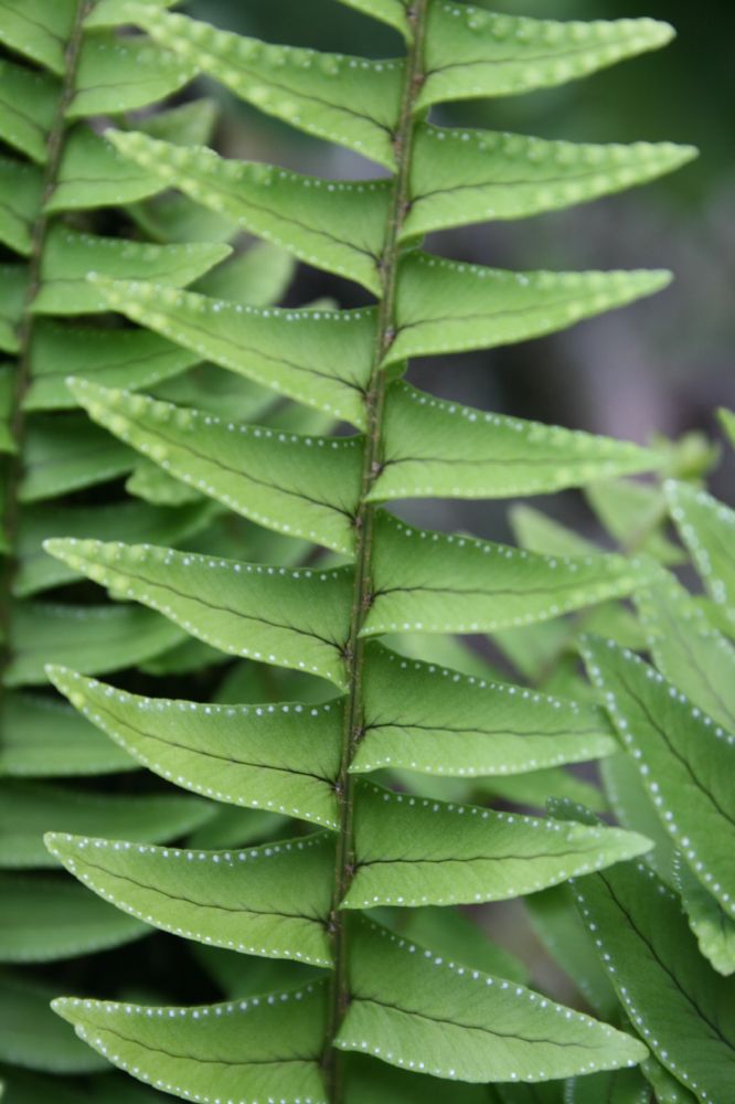 Nephrolepidaceae Nephrolepis undulata