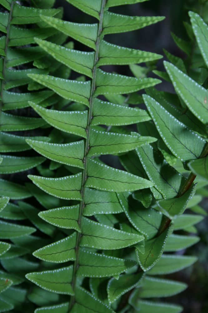 Nephrolepidaceae Nephrolepis undulata