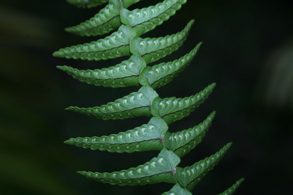 Nephrolepidaceae Nephrolepis undulata
