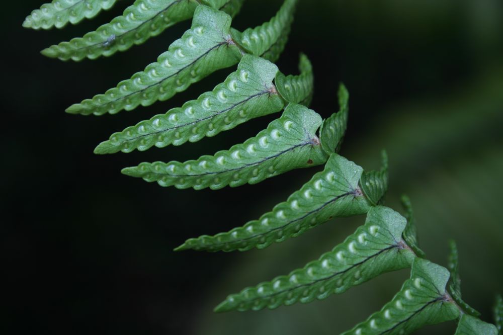 Nephrolepidaceae Nephrolepis undulata