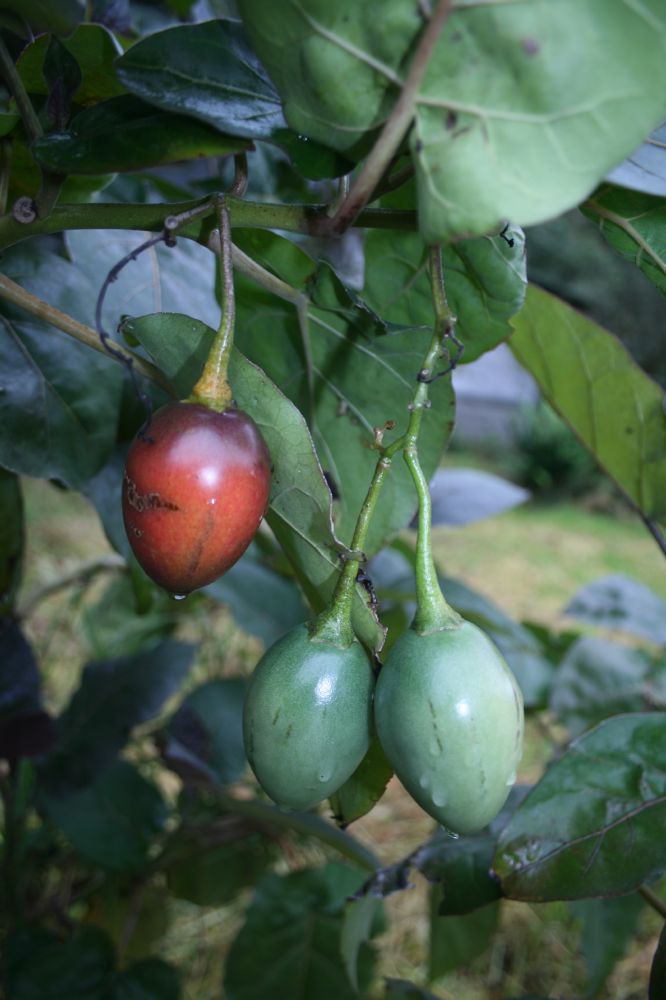 Solanaceae Solanum betaceum