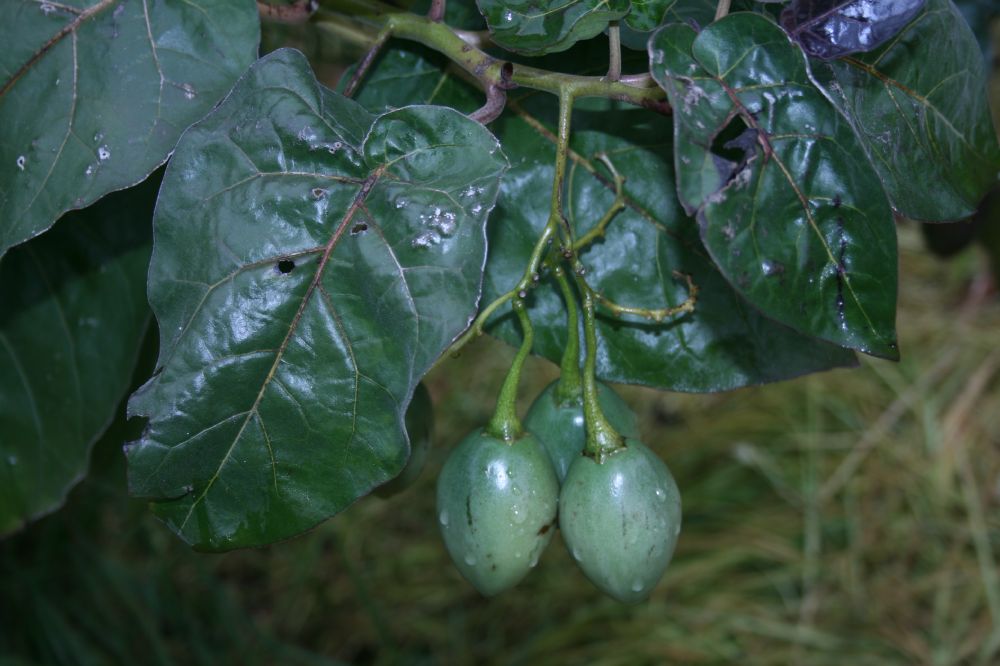Solanaceae Solanum betaceum