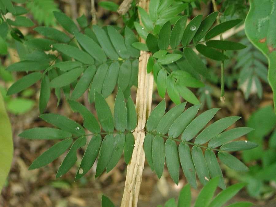Zygophyllaceae Guaiacum sanctum