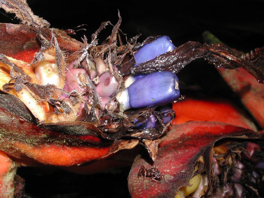 Heliconiaceae Heliconia 