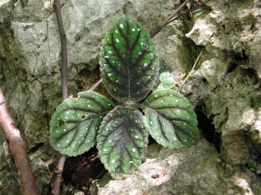 Gesneriaceae Koellikeria erinoides