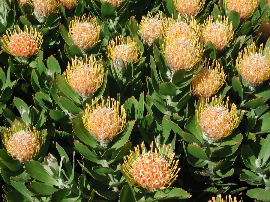 Proteaceae Leucospermum 