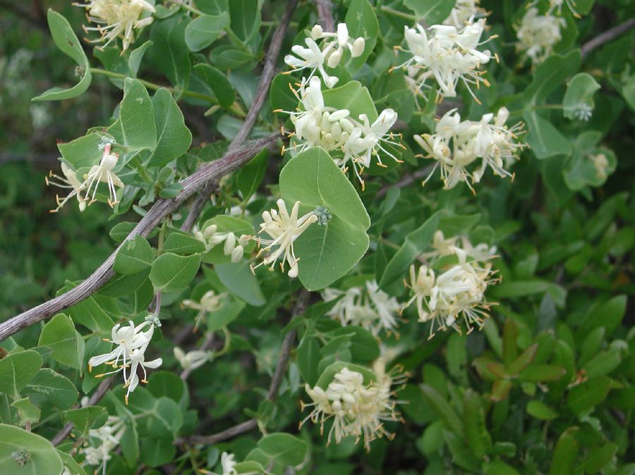 Caprifoliaceae Lonicera albiflora