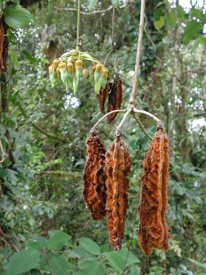 Fabaceae Mucuna 
