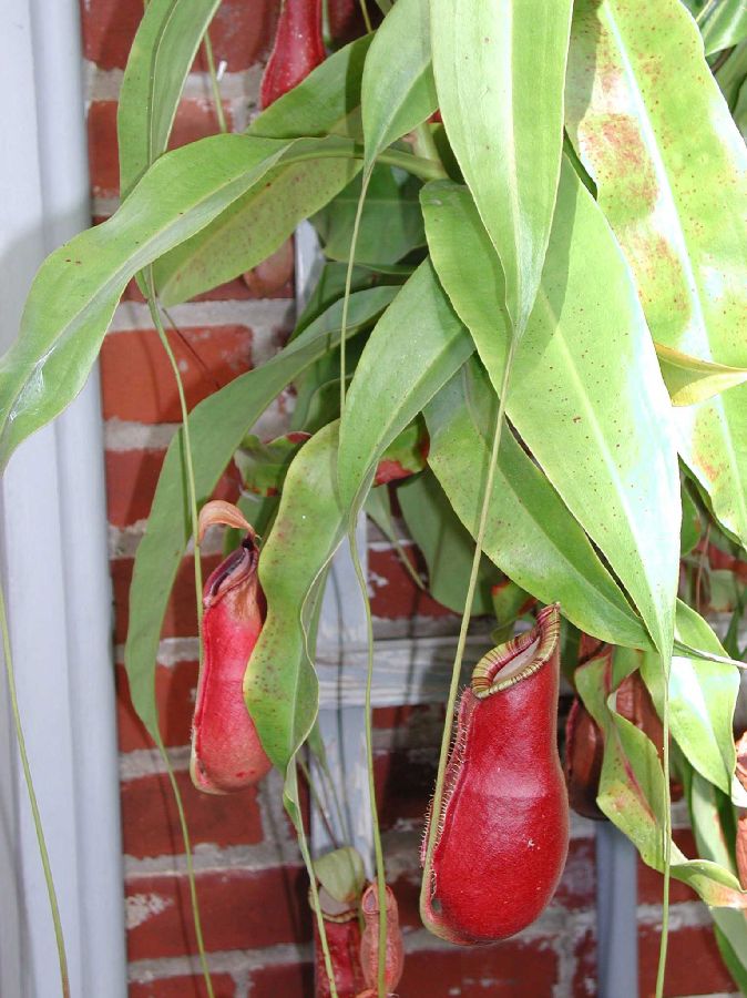 Nepenthaceae Nepenthes coccinea