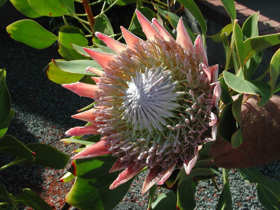 Proteaceae Protea cynuroides