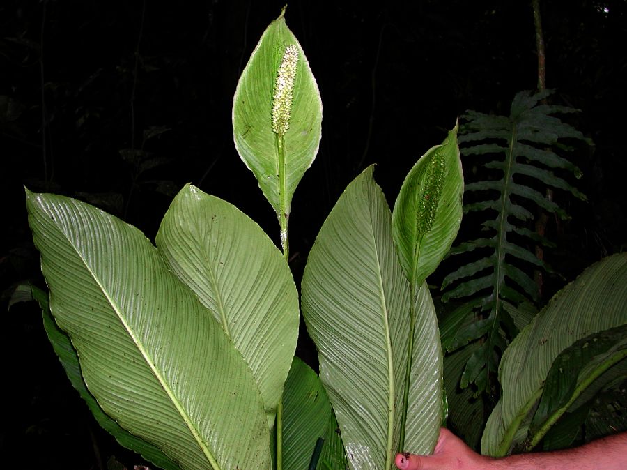 Araceae Spathiphyllum 