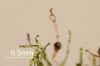 image of Schizaea pusilla