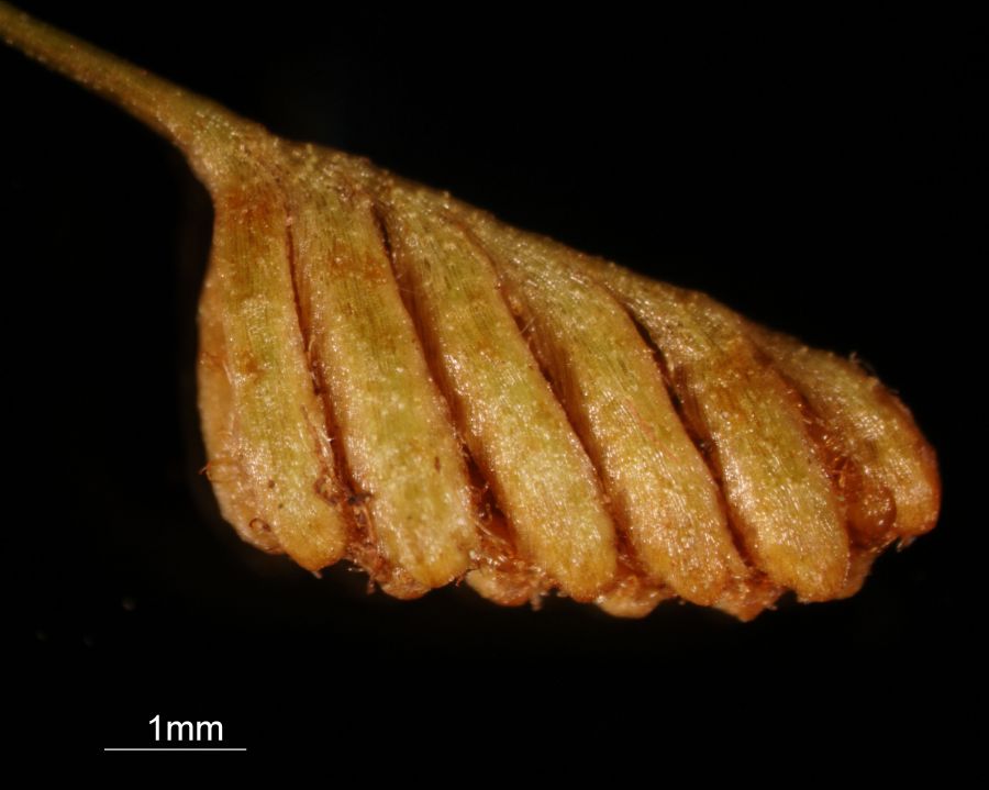 Schizaeaceae Schizaea pusilla