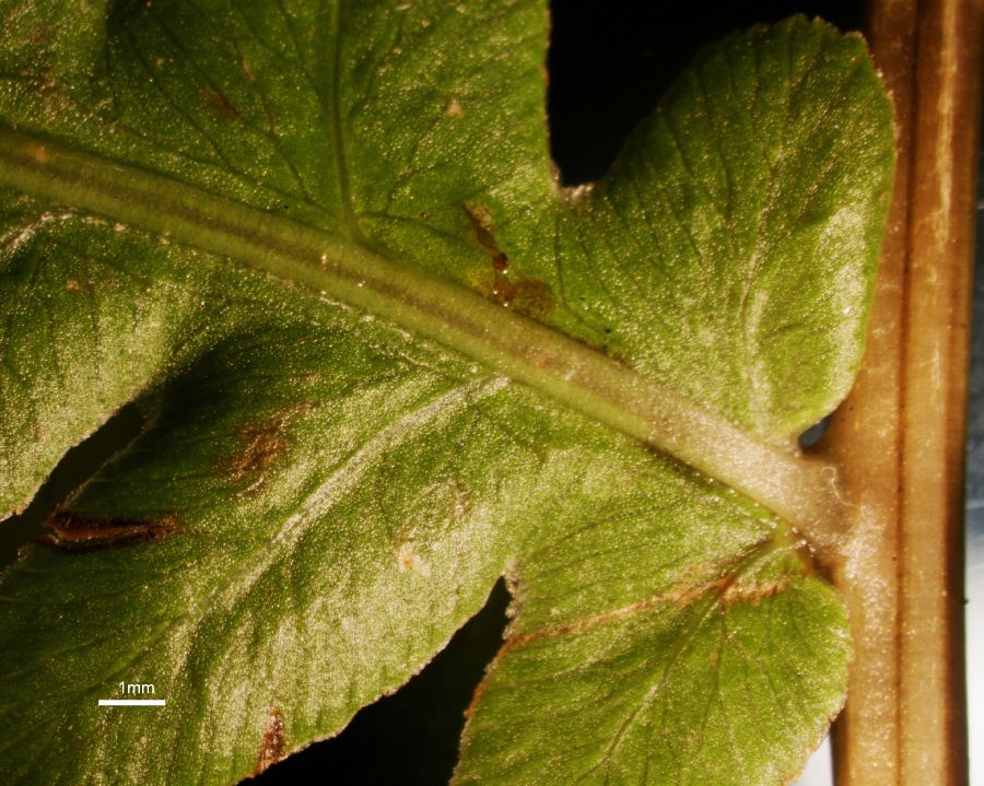 Blechnaceae Anchistea virginica