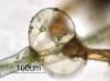 image of Schizaea pusilla