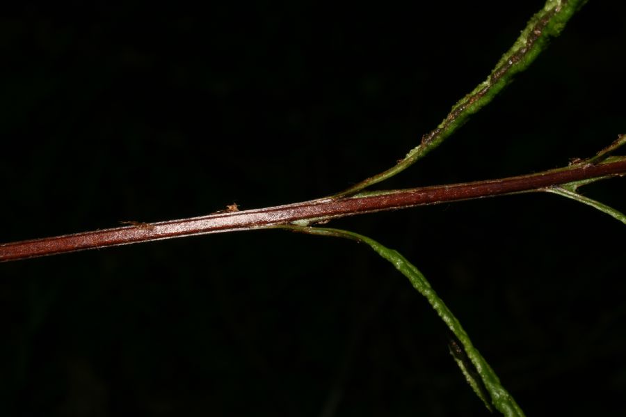 Blechnaceae Lorinseria areolata