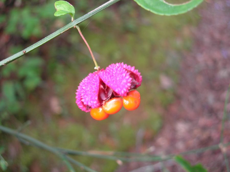 Celastraceae Euonymus americanus