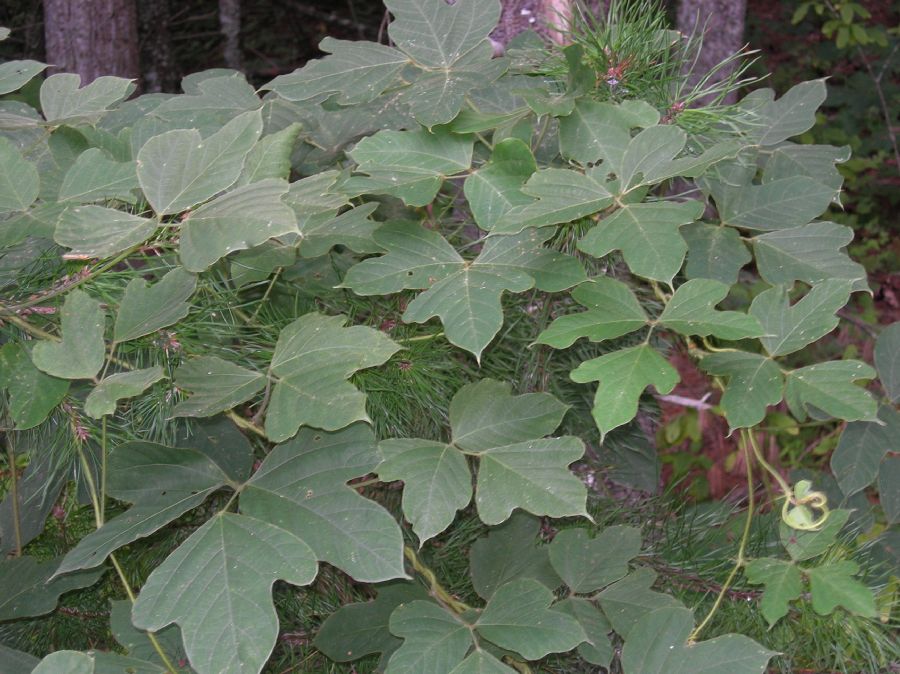 Fabaceae Pueraria lobata