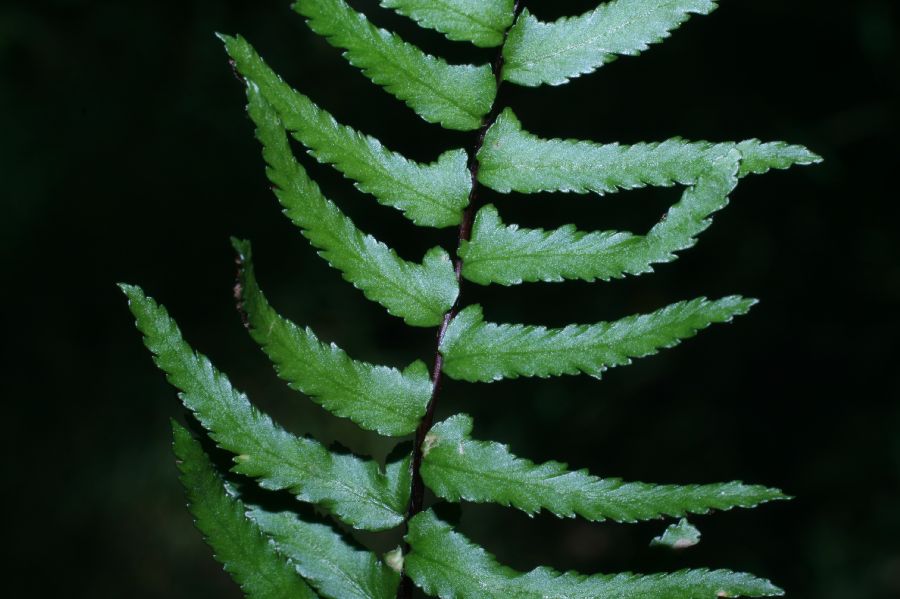 Aspleniaceae Asplenium platyneuron