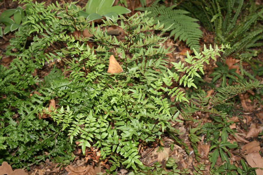 Pteridaceae Pellaea viridis