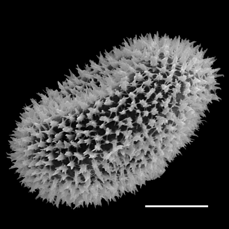 Dryopteridaceae Megalastrum lanuginosum
