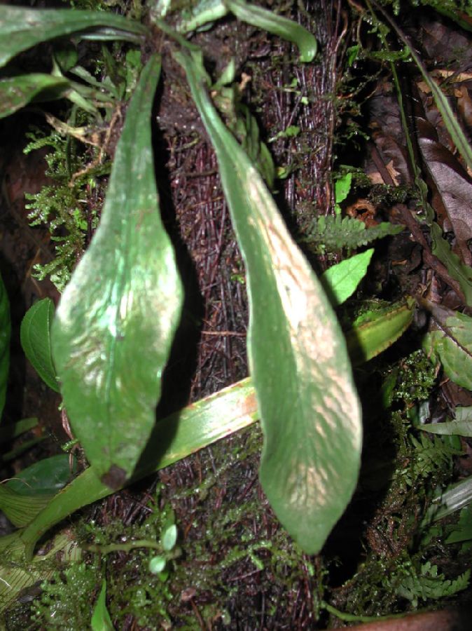 Pteridaceae Polytaenium cayenense