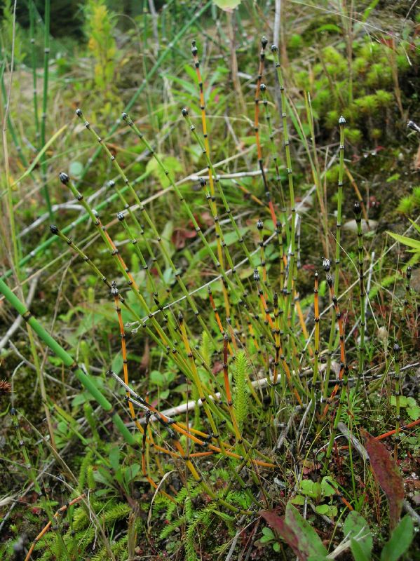 Equisetaceae Equisetum variegatum