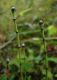 image of Equisetum variegatum