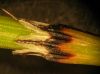 image of Equisetum variegatum