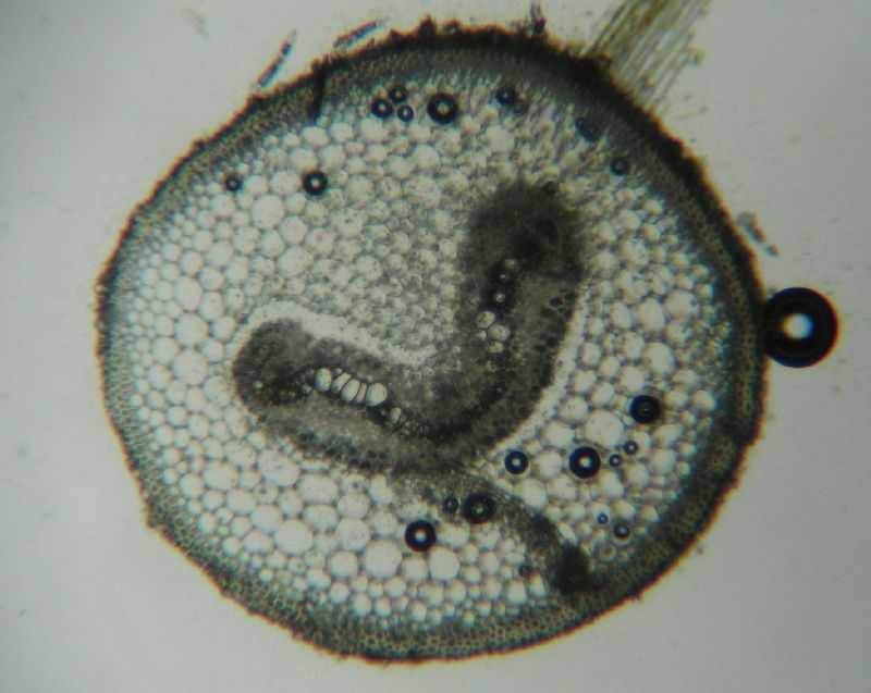 Dennstaedtiaceae Dennstaedtia punctilobula