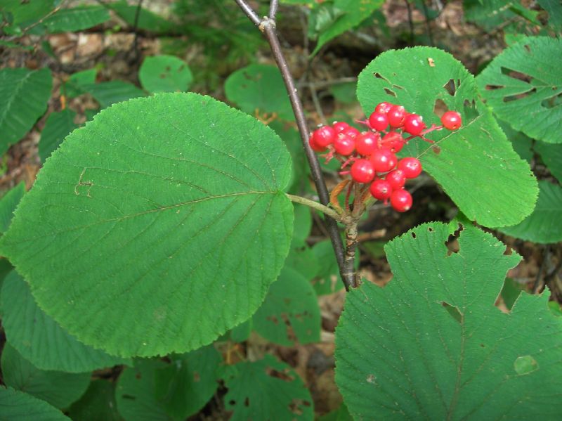 Adoxaceae Viburnum lantanoides