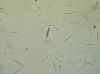 image of Phytolacca americana