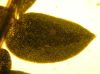 image of Selaginella apoda