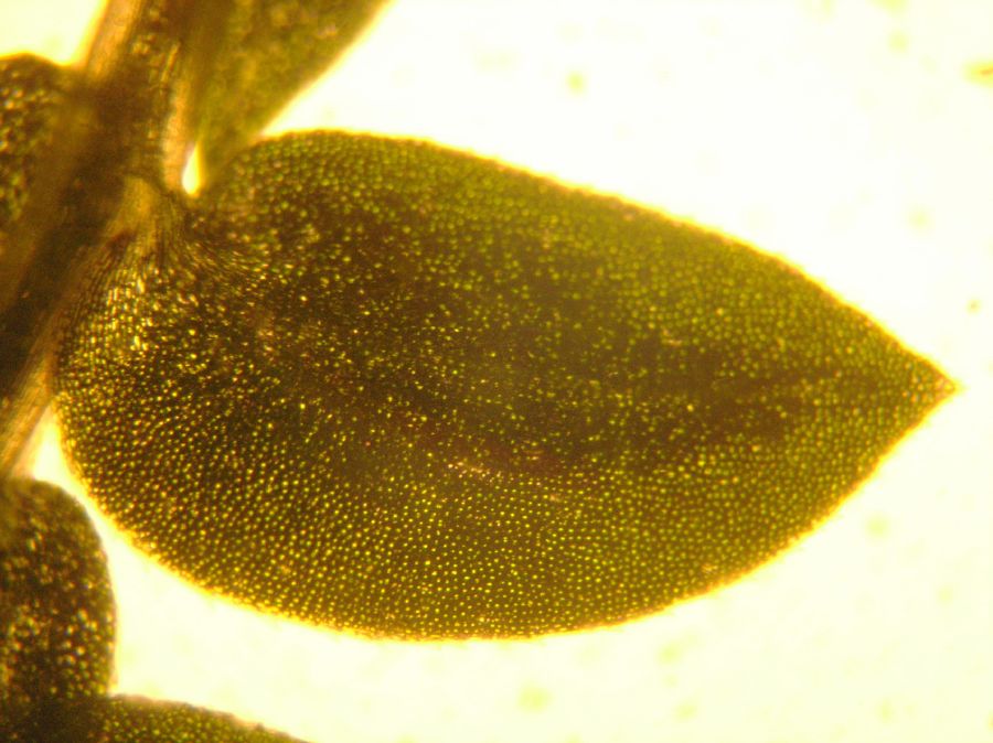 Selaginellaceae Selaginella apoda