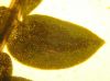 image of Selaginella apoda
