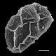 image of Lomaridium fragile