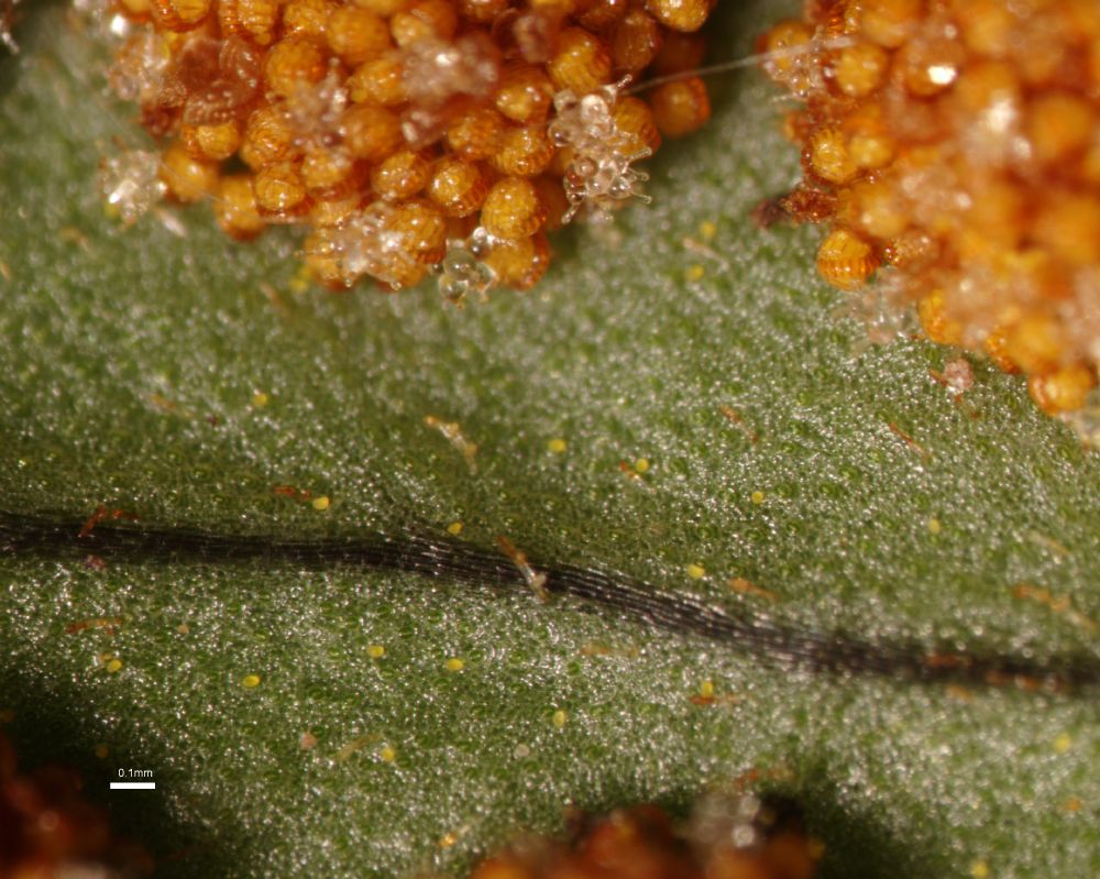 Polypodiaceae Polypodium virginianum