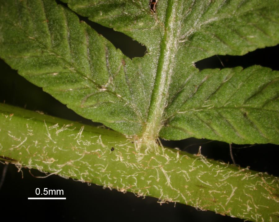Athyriaceae Deparia acrostichoides