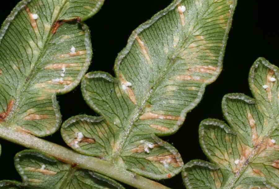 Dennstaedtiaceae Pteridium aquilinum