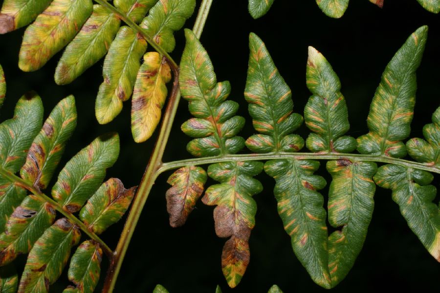 Dennstaedtiaceae Pteridium aquilinum