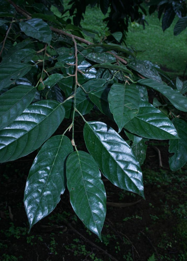 Coulaceae Minquartia guianense