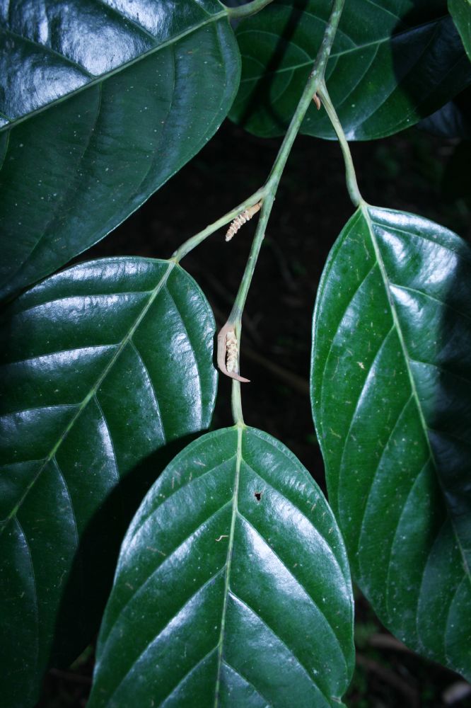 Coulaceae Minquartia guianensis