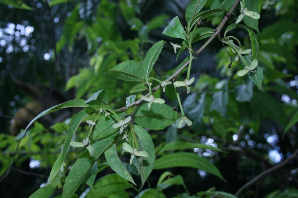 Annonaceae Rollinia muscosa