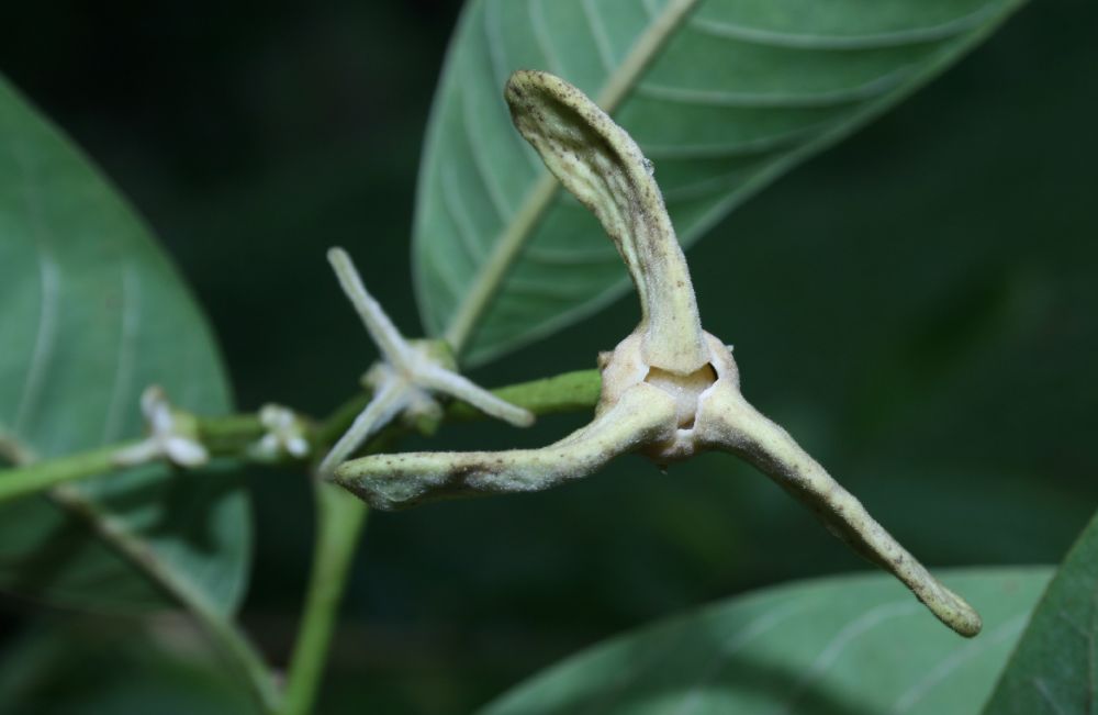 Annonaceae Rollinia muscosa