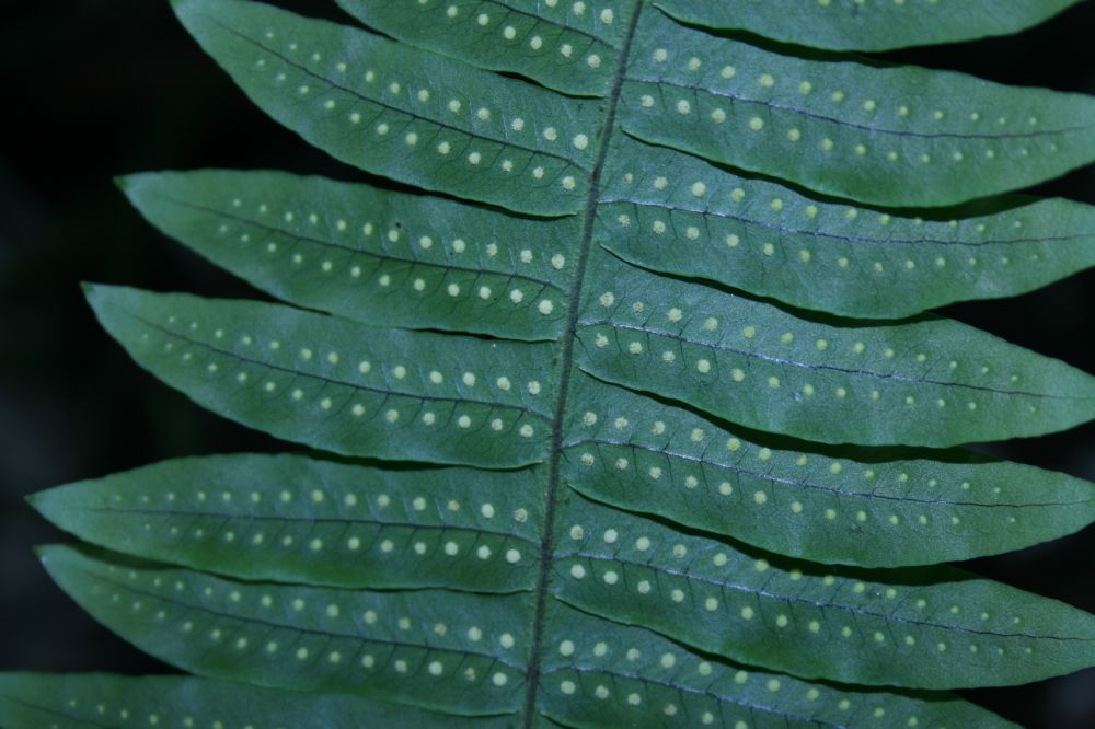 Polypodiaceae Serpocaulon ptilorhizon