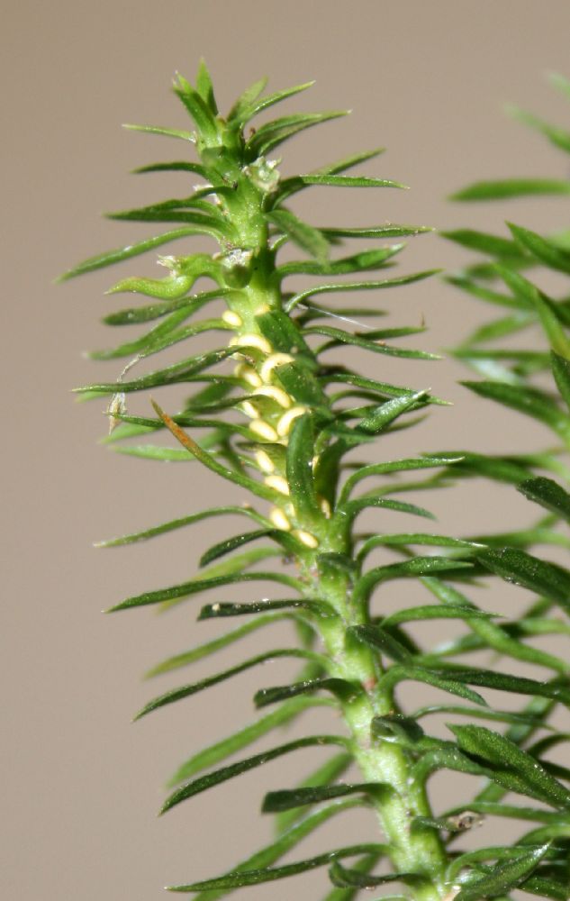 Lycopodiaceae Huperzia lucidula