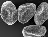 image of Elaphoglossum dichroum