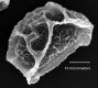 image of Elaphoglossum vascoae