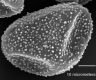 image of Elaphoglossum dichroum