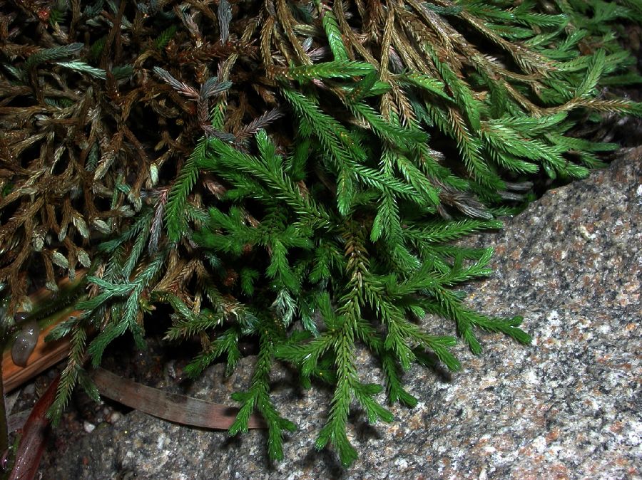 Selaginellaceae Selaginella bigelovii